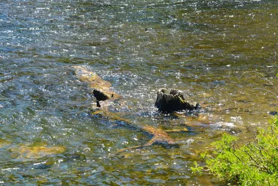 DSC_0057 (Large).JPG